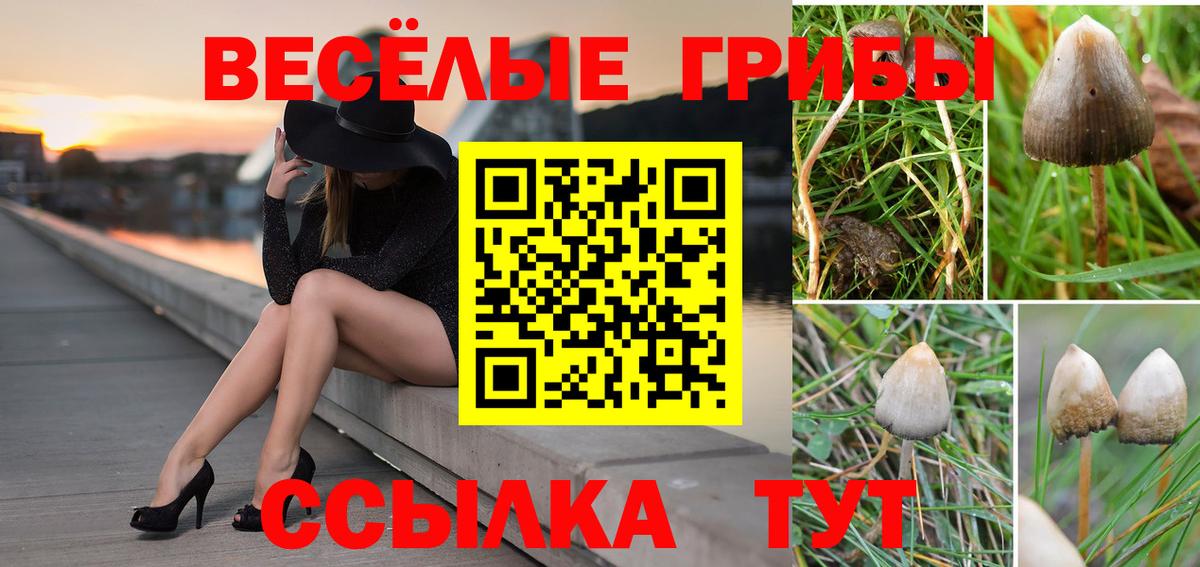 Псилоцибиновые грибы Psilocybine cubensis Полысаево
